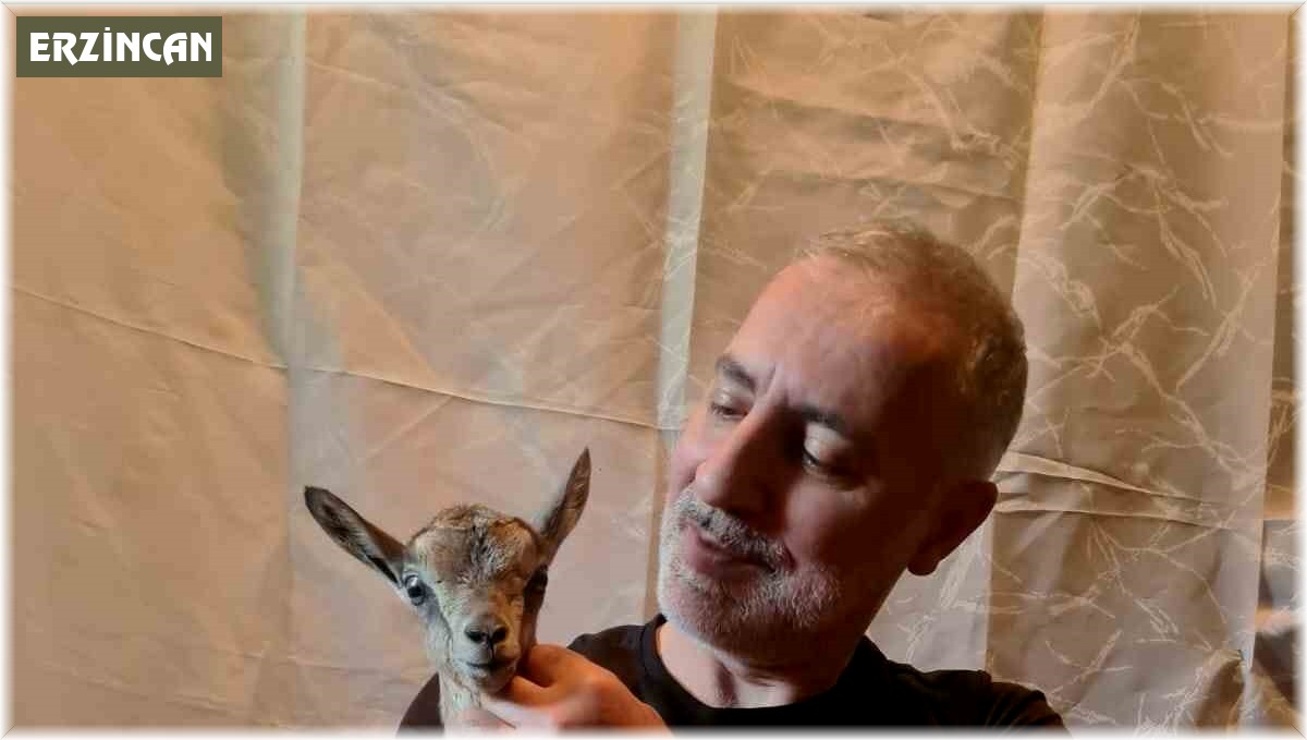 Doğada bitkin halde bulduğu dağ keçisi yavrusunu biberonla besledi