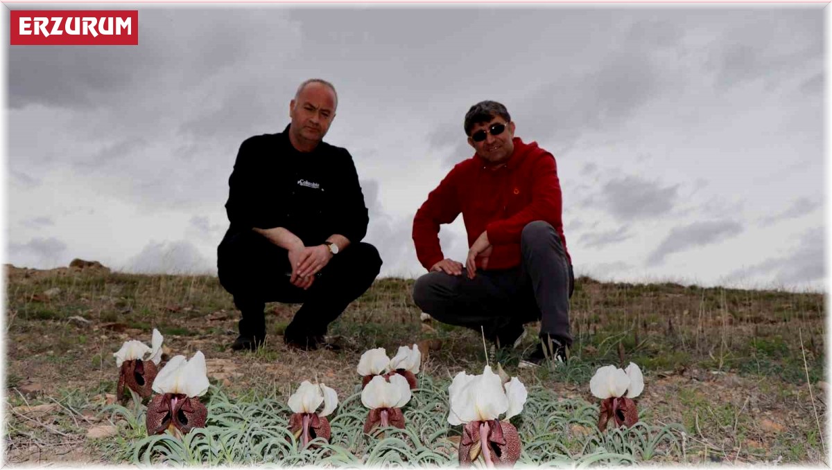 Doğada ot bitmeden kurt kulağı çiçekleri açtı