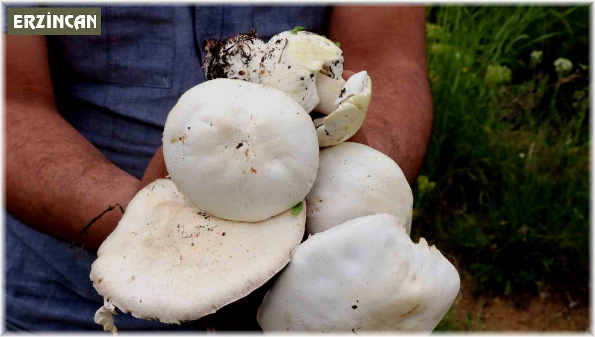 Doğadan toplanan mantarlara dikkat