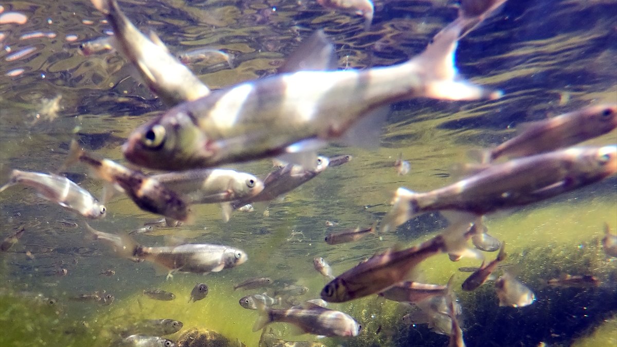 Doğal akvaryuma dönüşen Balık Gölü, balık yavrularıyla şenlendi