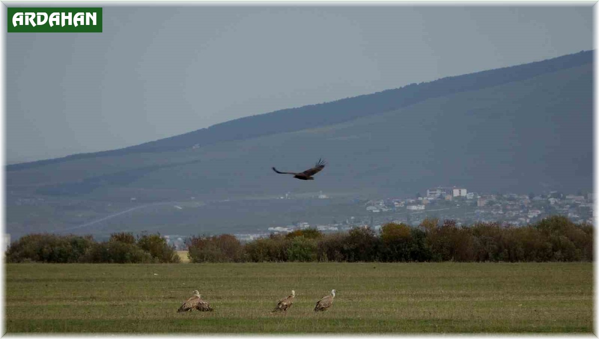 "Doğanın çöpçüsü" kara akbabalar leş üzerinde keşif uçuşu yaparken görüntülendi