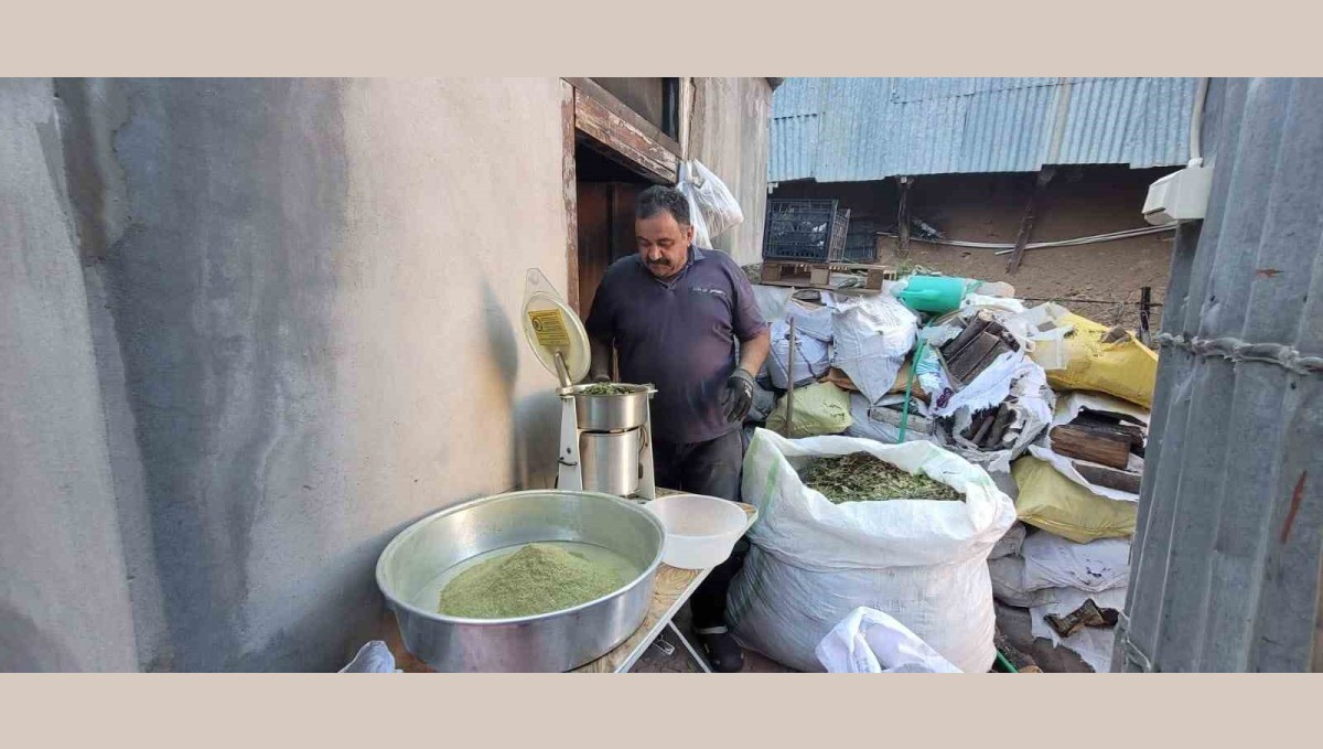 Doğanın hediyesi: 120 bitkiden oluşan zetrin baharatı yeniden keşfediliyor