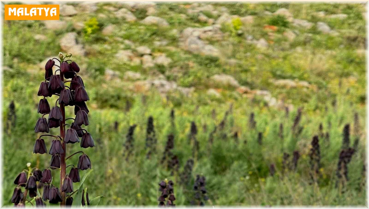 Doğanşehir'de dağ sümbülleri çiçek açtı