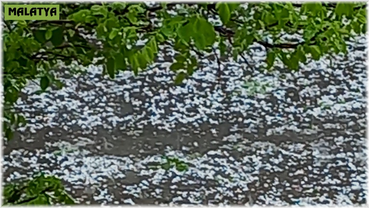 Doğanşehir'de dolu yağışı kayısıya zarar verdi