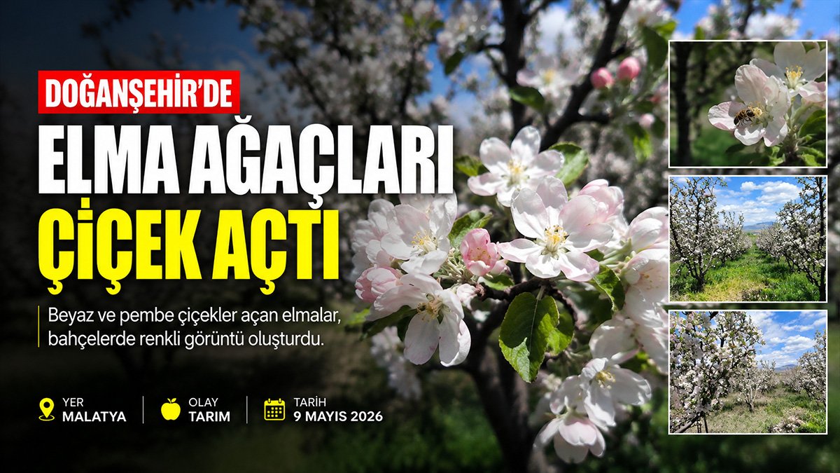 Doğanşehir'de elma bahçeleri çiçek açtı, 20 bin ton rekolte bekleniyor