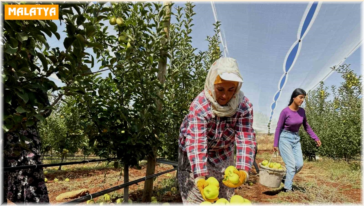 Doğanşehir'de elma hasadı başladı