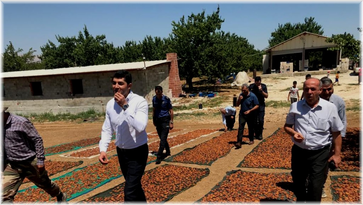 Doğanşehir'de kayısı hasadında sona doğru