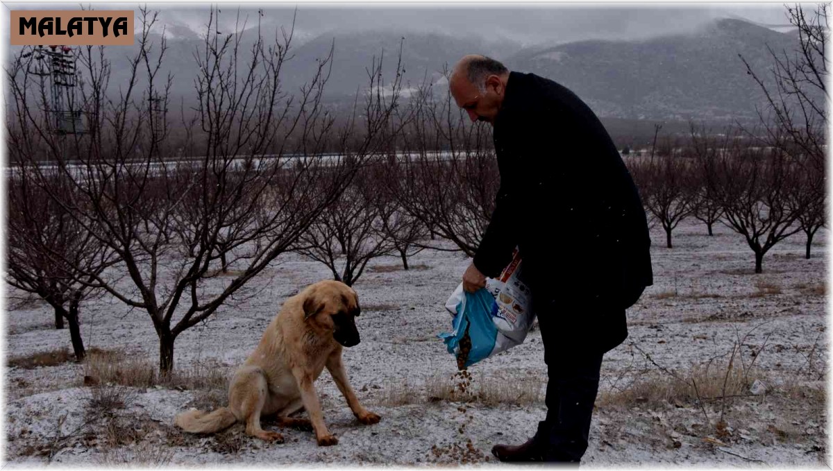 Doğanşehir'de sokak hayvanlarını unutmadı