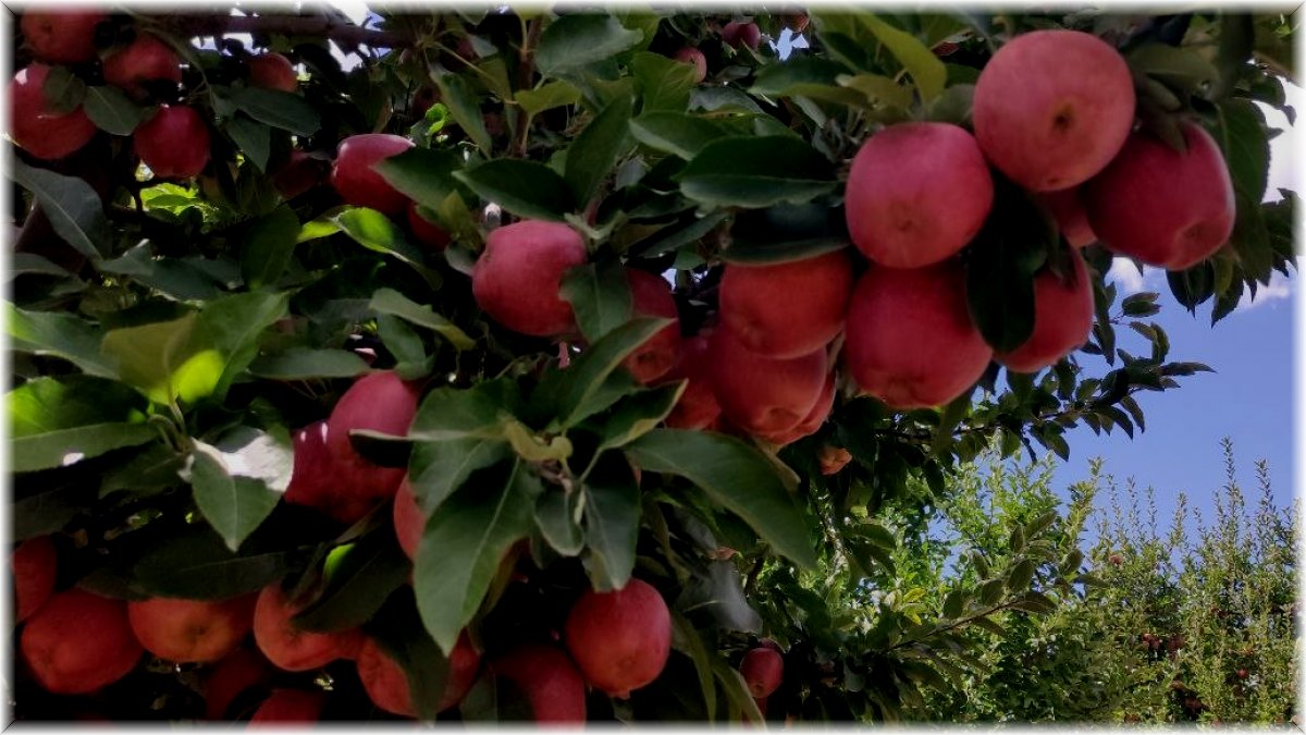Doğanşehir elmasında hasat zamanı