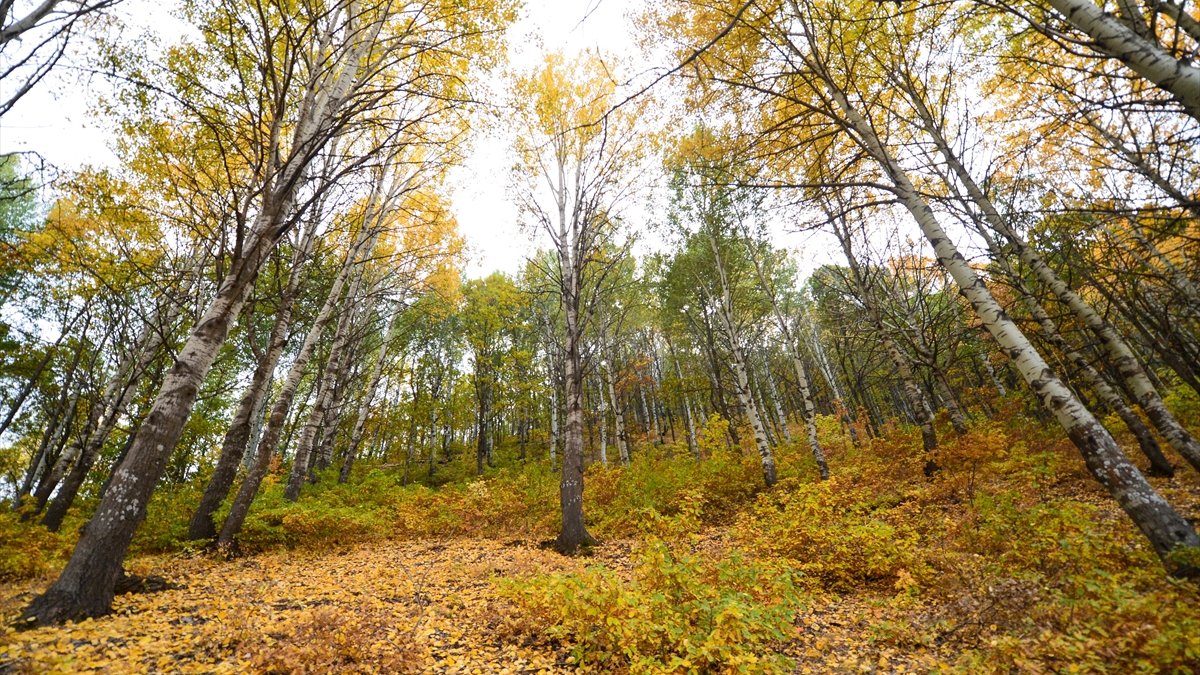 Doğaseverlerin sonbahardaki uğrak noktası: "Salördek ormanları"