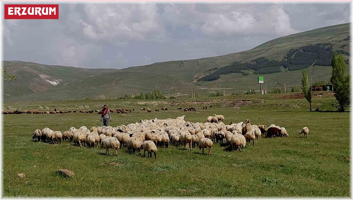 Doğu Anadolu Canlı Hayvan Pazarı'nda hareketlilik başladı