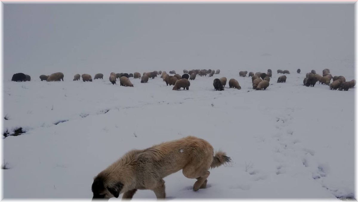 Doğu Anadolu'da buzlanma ve don bekleniyor
