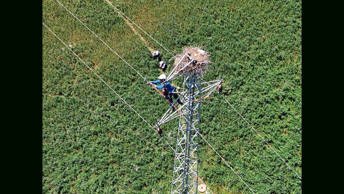 Doğu Anadolu'da hem leylekler hem de enerji güvende