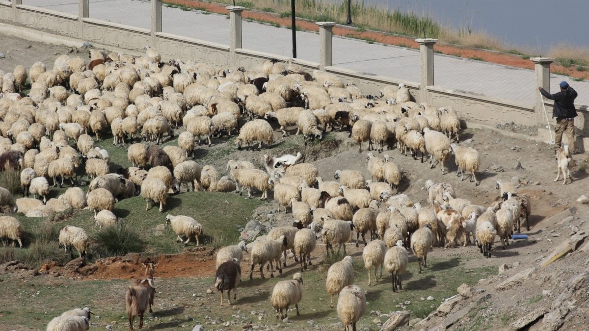 Doğu Anadolu'da vaka sayısının en yüksek olduğu il Erzincan oldu