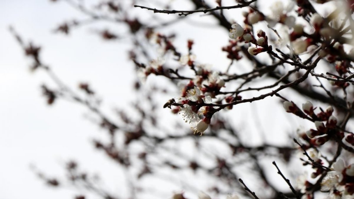Doğu Anadolu'da zirai don uyarısı