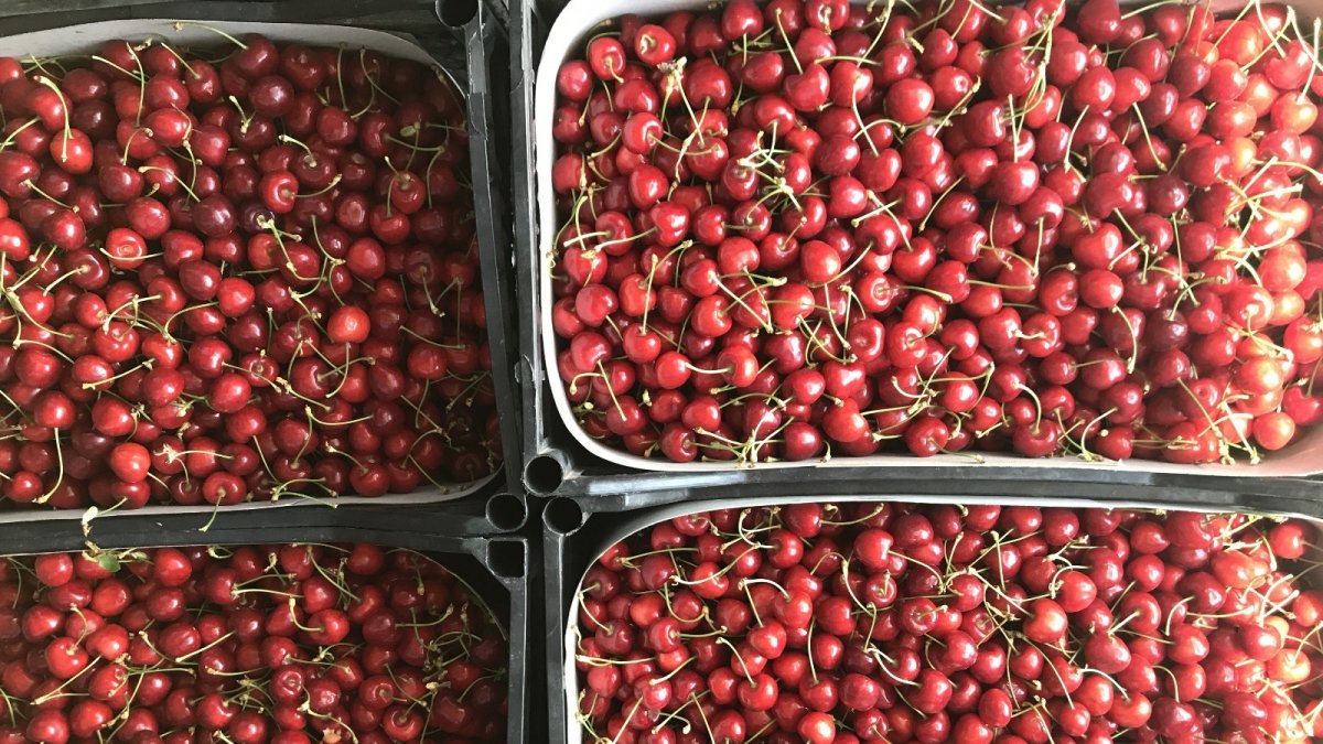 Doğu Anadolu'nun Çukurova'sında kiraz hasadı başladı