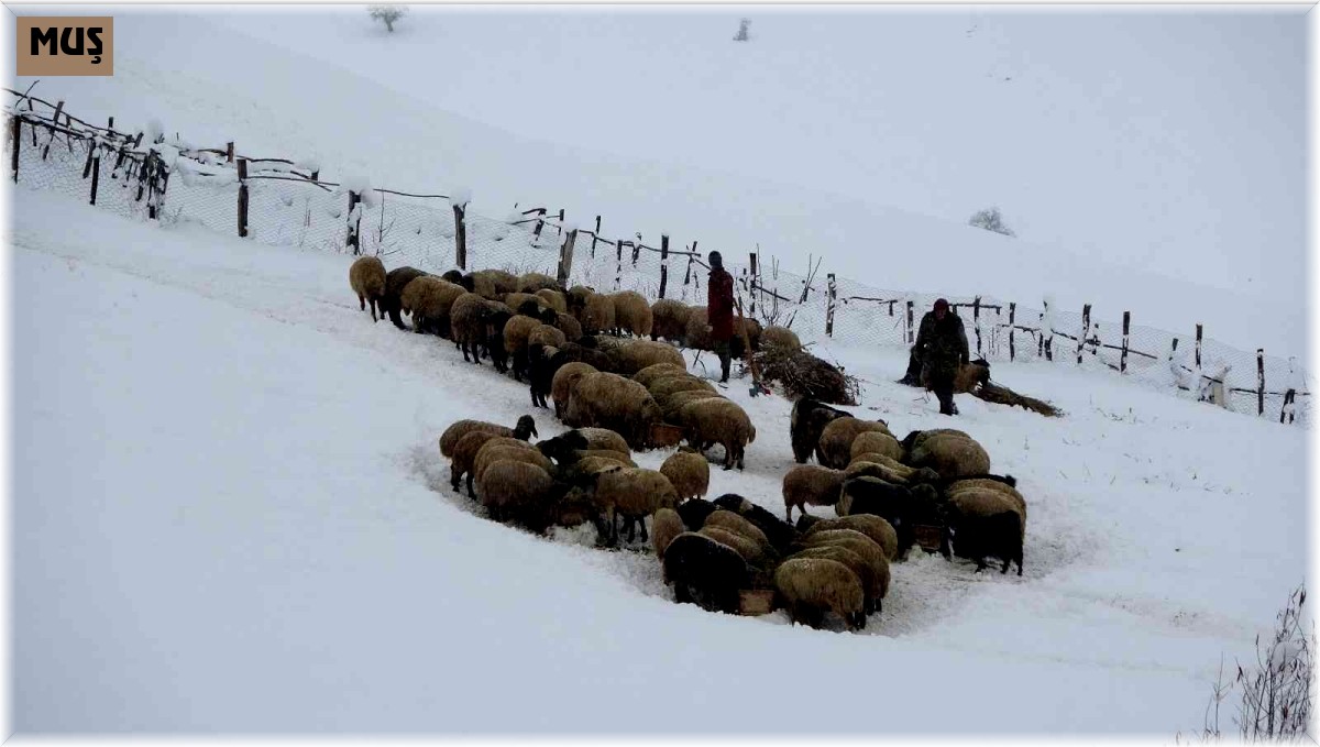 Doğu'da besicilerin "kara kış" kabusu başladı