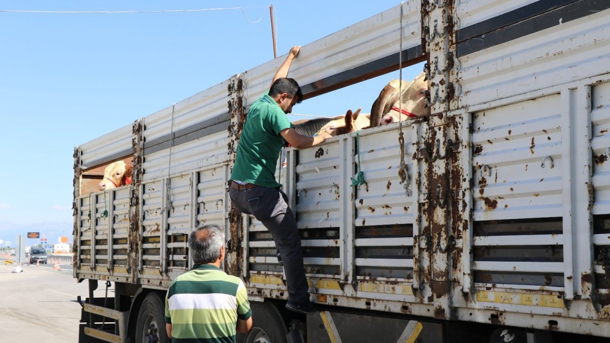 Doğu'da kurbanlık sevkiyatına sıkı denetim