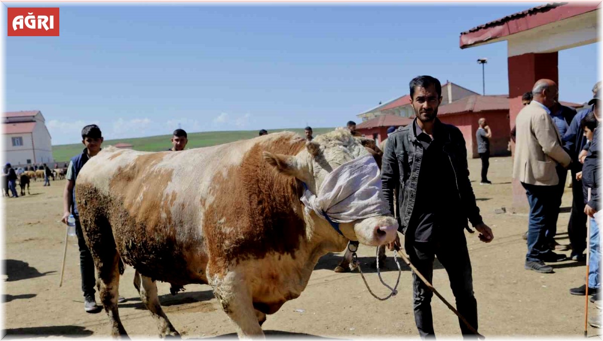 Doğu'dan Batıya kurbanlık sevkiyatı hız kazandı