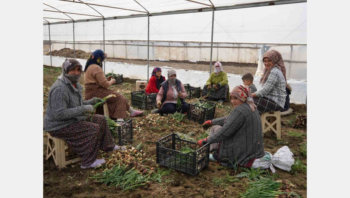 Doğu illeri karla mücadele ederken Iğdır'da seralarda üretim yapılıyor