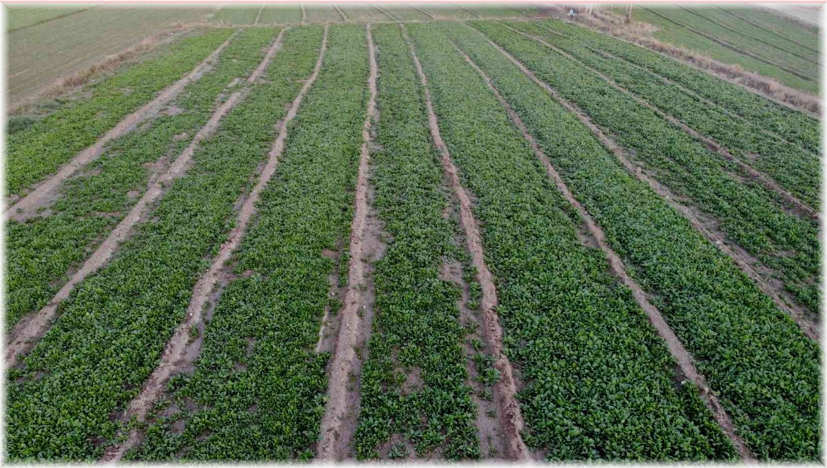 Doğu'nun Çukurova'sında ıspanak hasadına az zaman kaldı