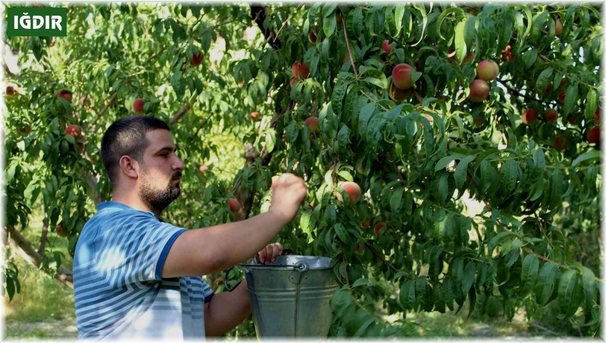 Doğu'nun Çukurova'sında şeftali hasadı başladı