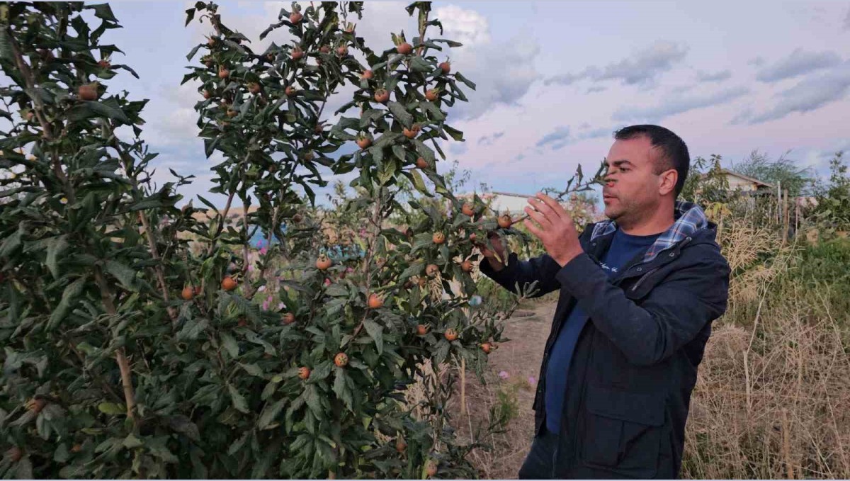 Doğu'nun soğuğunda sıcak iklim meyveleri yetiştirdi