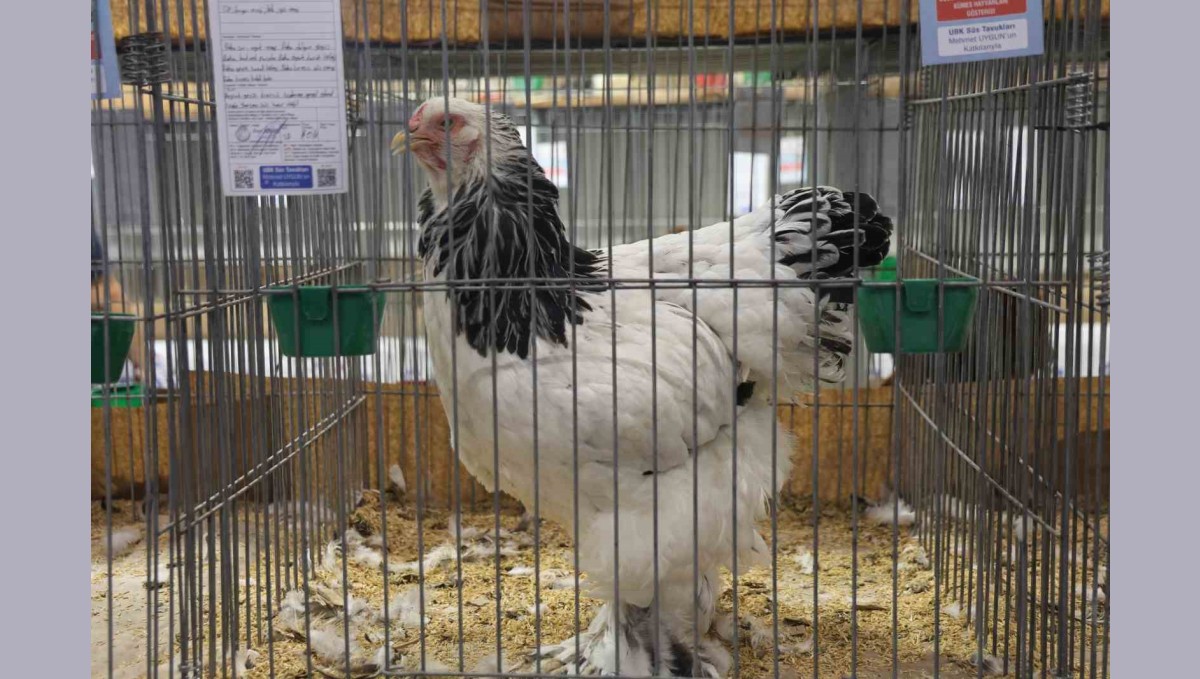 Doğu ve Güneydoğu'nun en güzel horoz ve tavukları belli oldu