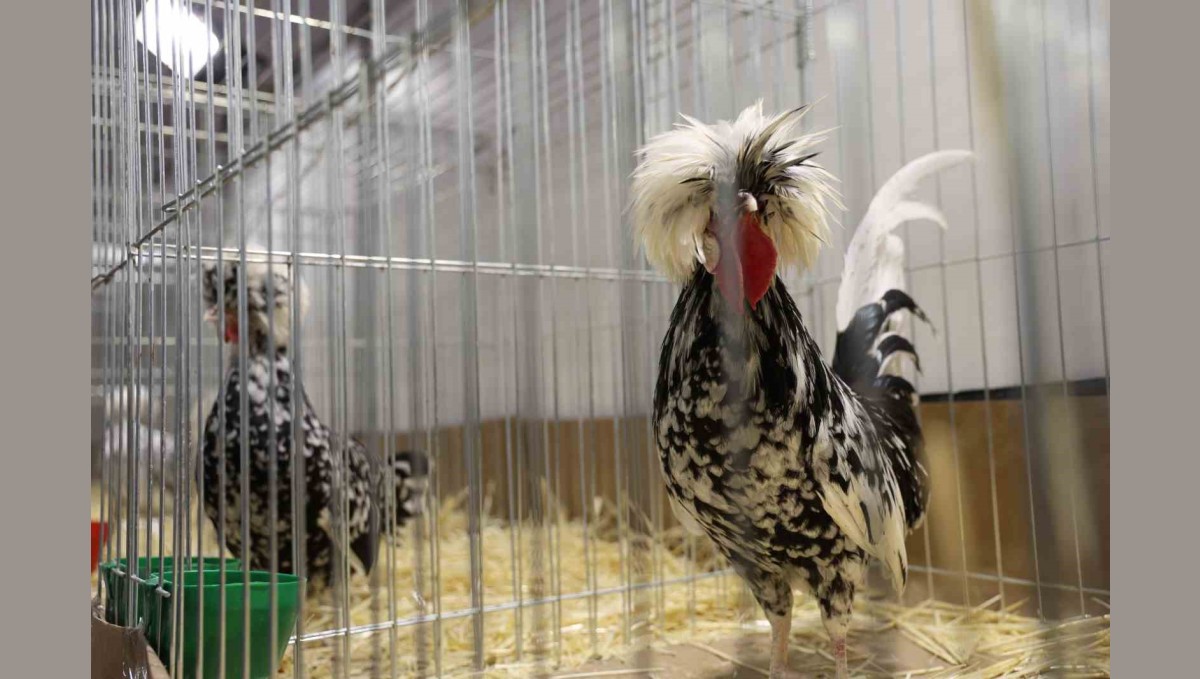 Doğu ve Güneydoğu'nun en renkli süs tavukları Elazığ'da buluştu