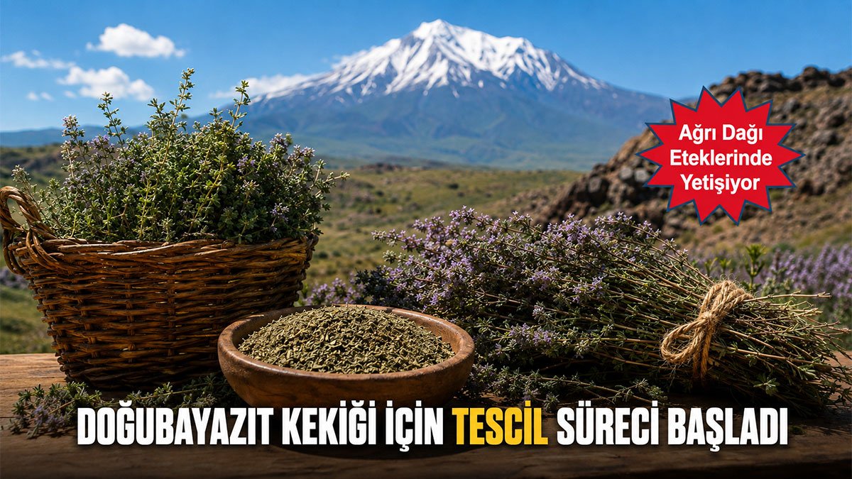Doğubayazıt Kekiği Coğrafi İşaretle Koruma Altına Alınıyor: Tescil Süreci Başladı