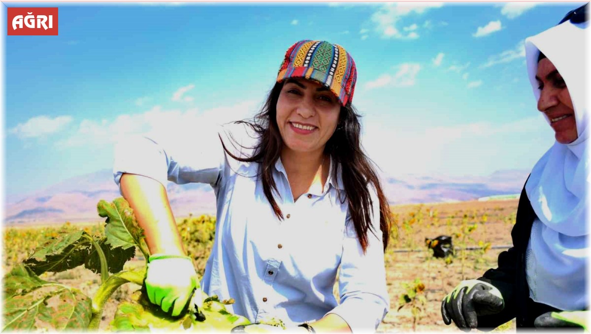 Doğubayazıt'ta kadınların üretim yaptığı tarlalarda hasat başladı