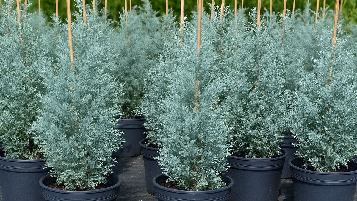 Doğubayazıt’ta Kuruyan Çınarların Yerine Mavi Servi Ağaçları Dikiliyor