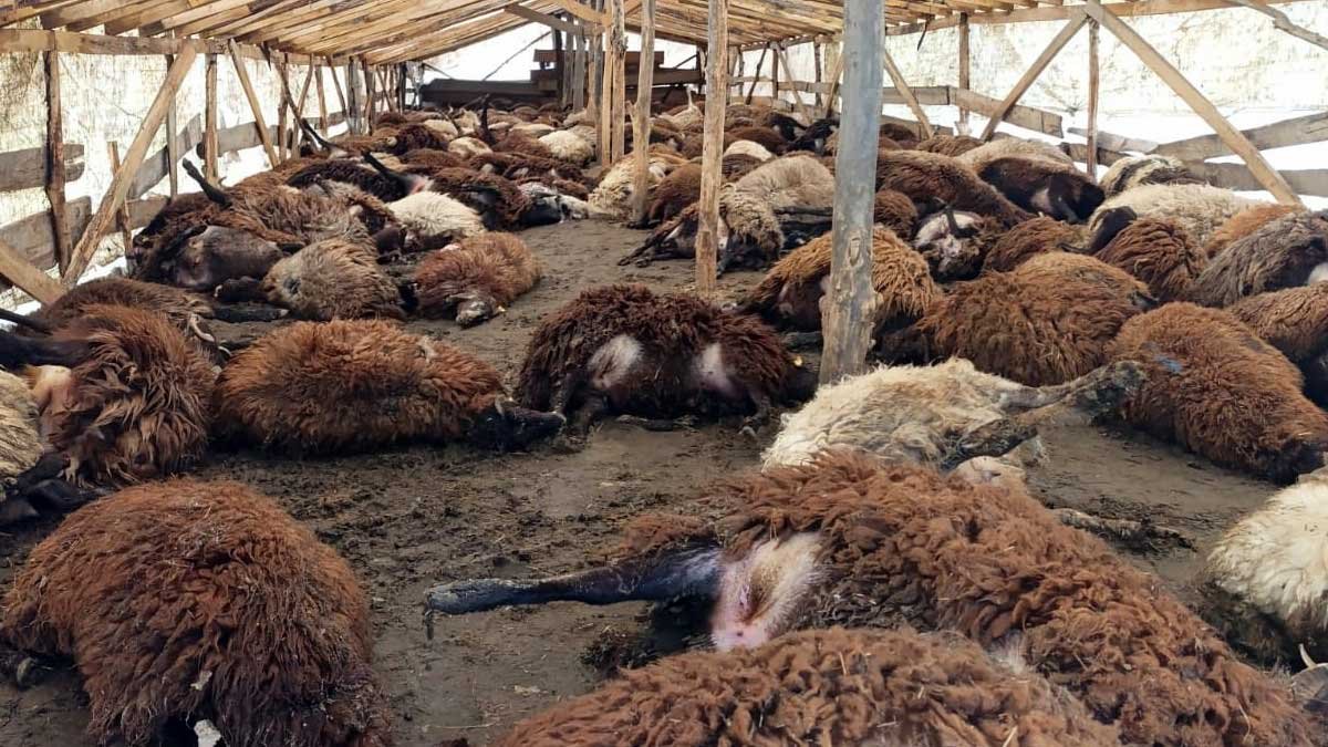 Doğubayazıt’ta Şiddetli Rüzgar 280 Küçükbaş Hayvanın Telef Olmasına Neden Oldu