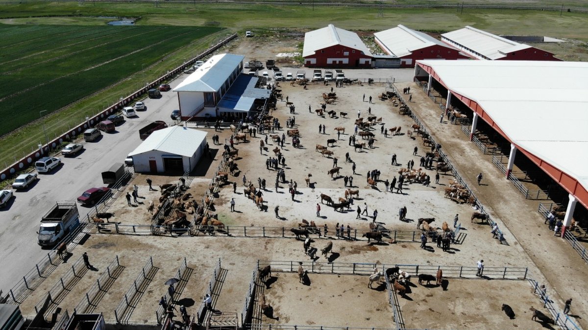 Doğuda kurbanlıklar görücüye çıktı