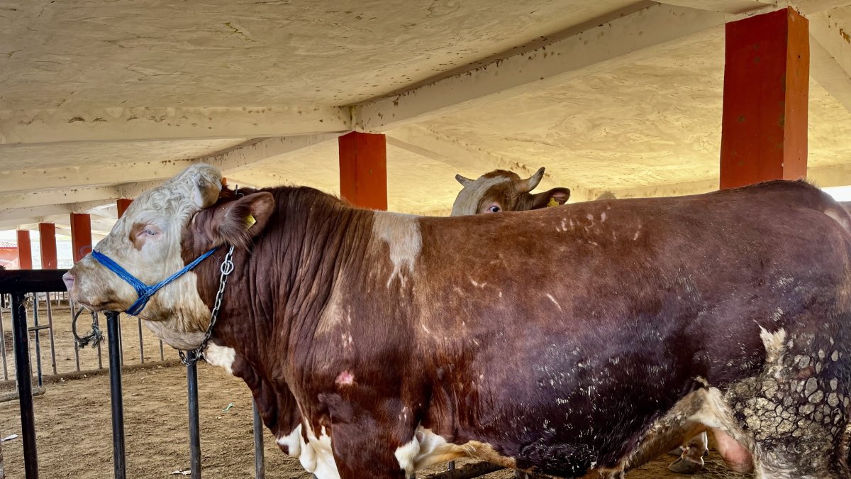 Doğudan batıya kurban sevkiyatı düştü