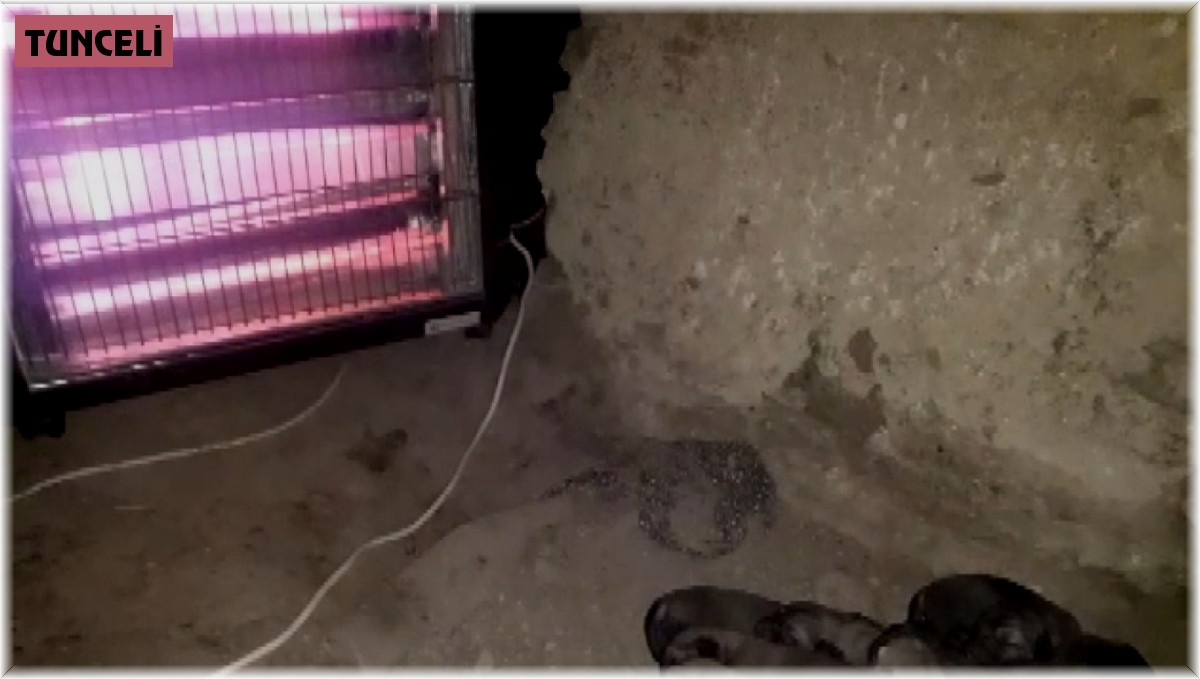Doğum yapan anne köpek ve yavruları için elektrikli soba kurdu