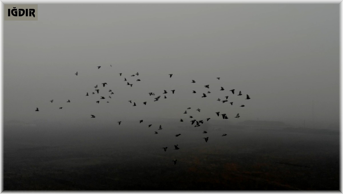 Doğunun Çukurova'sı soğuk hava ve sise teslim oldu