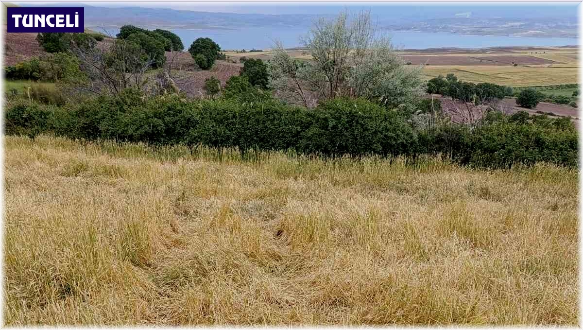 Dolu, ekili alanları vurdu