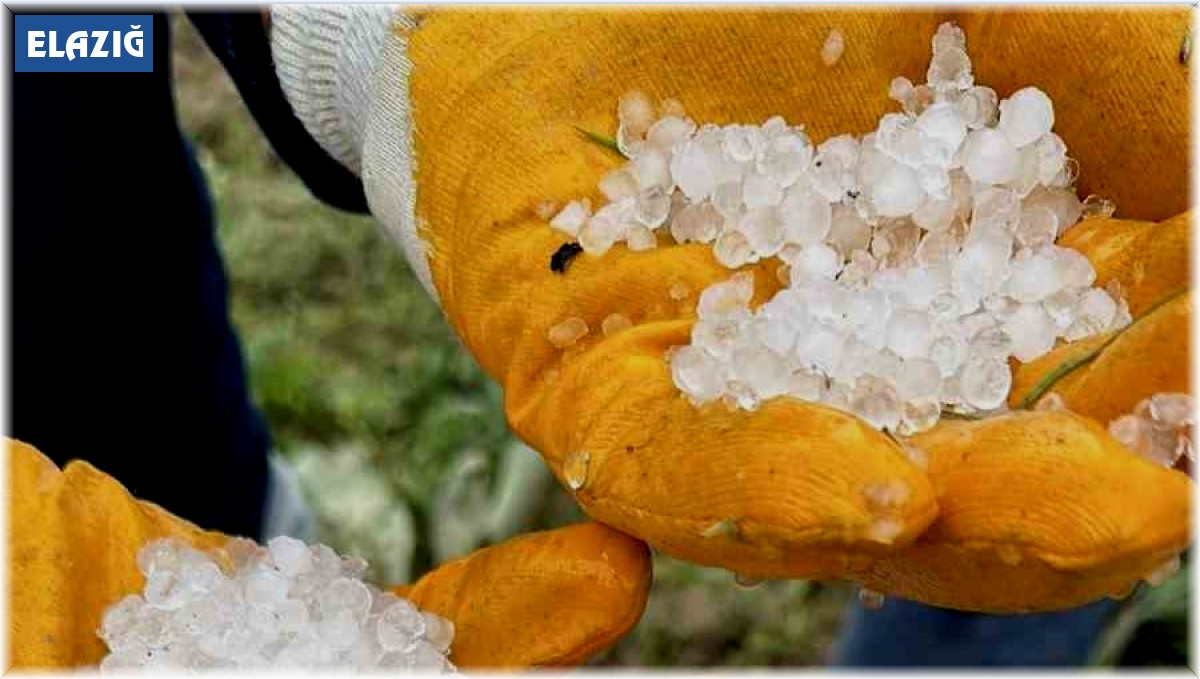Dolu kayısıyı vurdu, üreticiler tedirgin