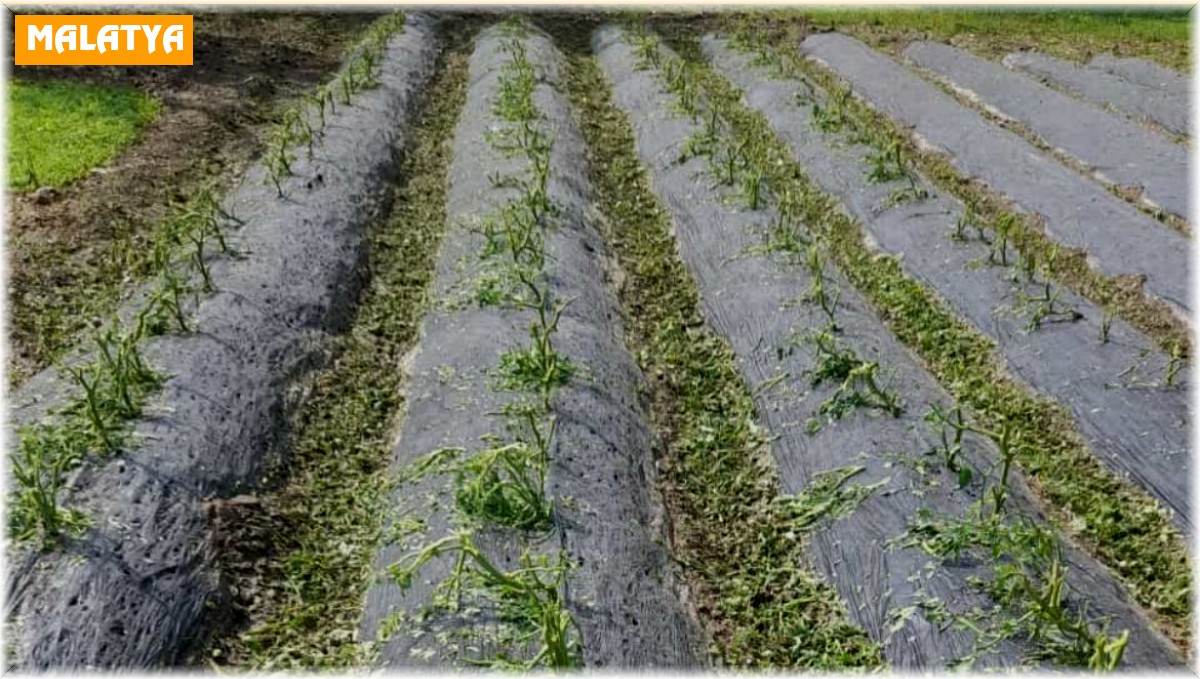 Dolu, sebze fidelerine zarar verdi