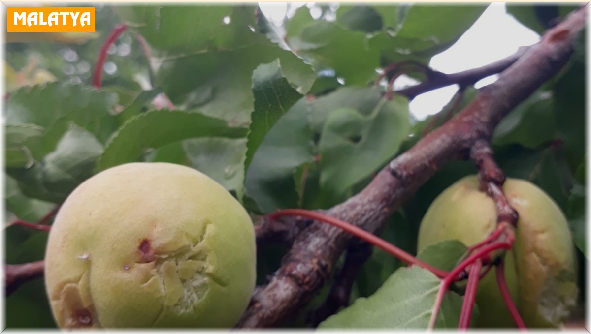 Dolunun vurduğu kayısıda zarar büyük