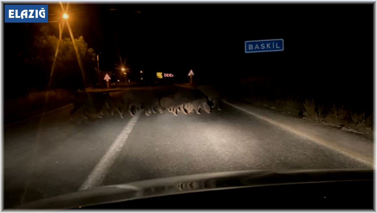 Domuz sürüsü araçlara aldırış etmeden karşıya geçti