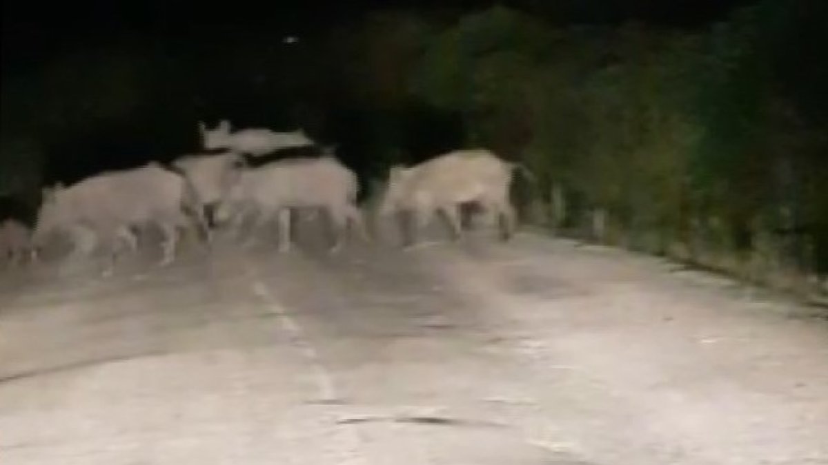 Domuz sürüsü araçlara aldırış etmedi karşıya geçti