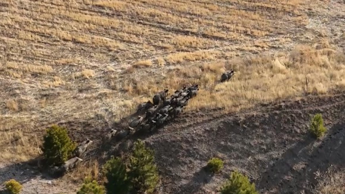 Domuz sürüsü dron ile görüntülendi