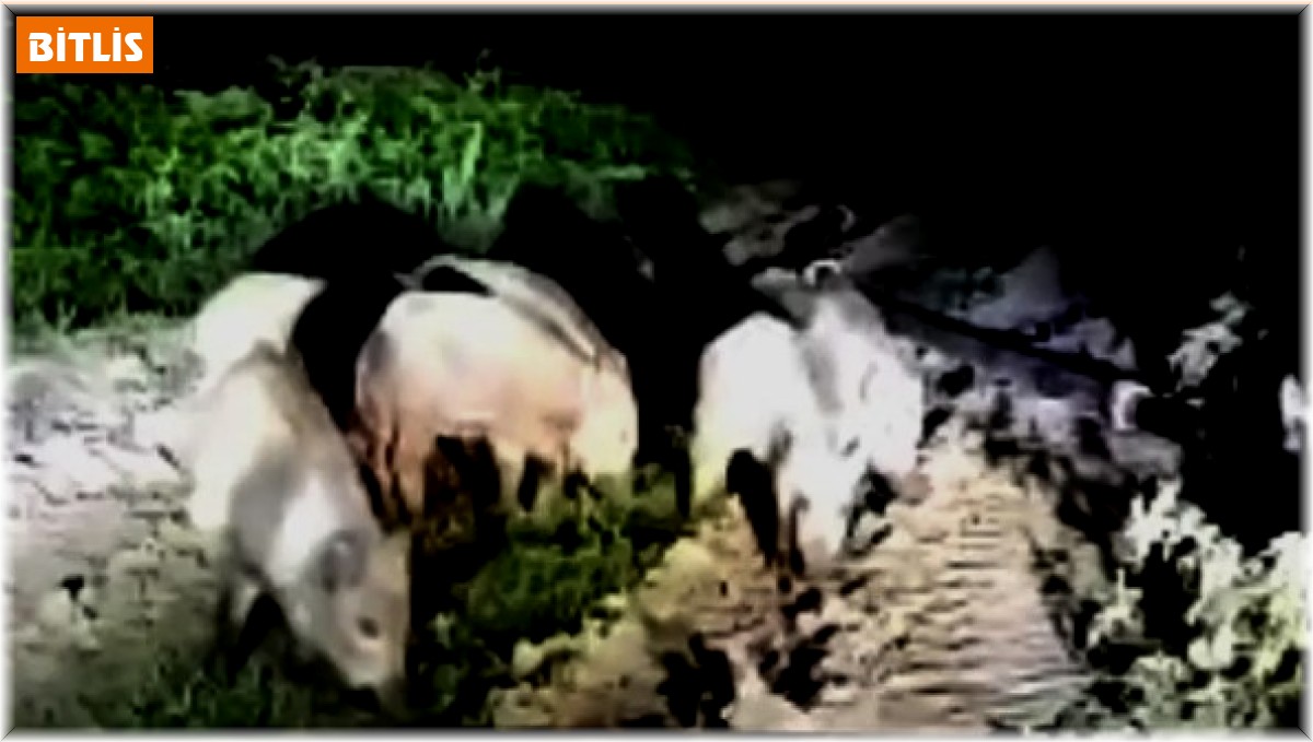 Domuz sürüsü ekili alanlara zarar verdi