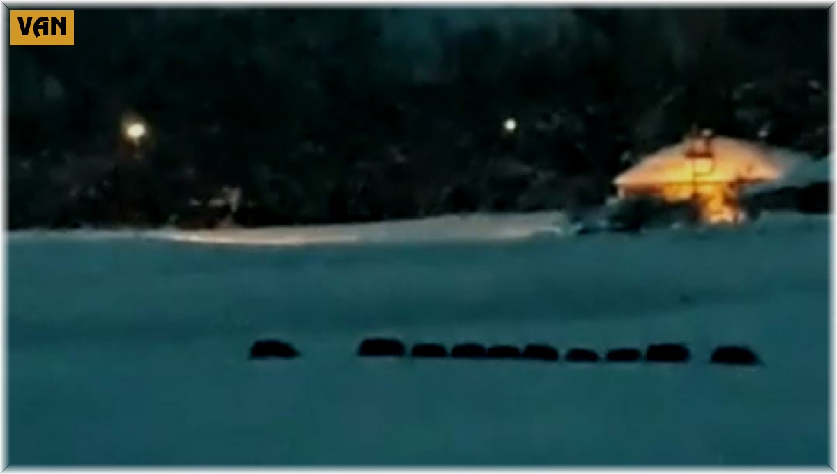 Domuz sürüsü ilçe merkezine indi