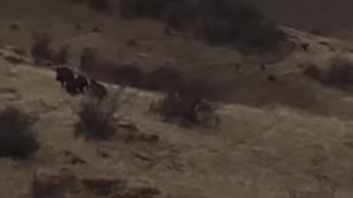 Domuz sürüsü kaçtı, çoban köpeği kovaladı