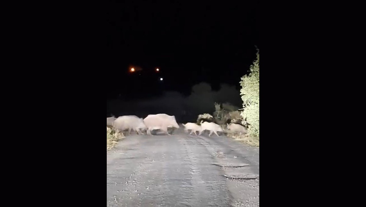 Domuz sürüsü köy yolunda görüntülendi