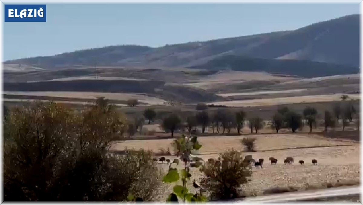 Domuz sürüsü şehir merkezine indi