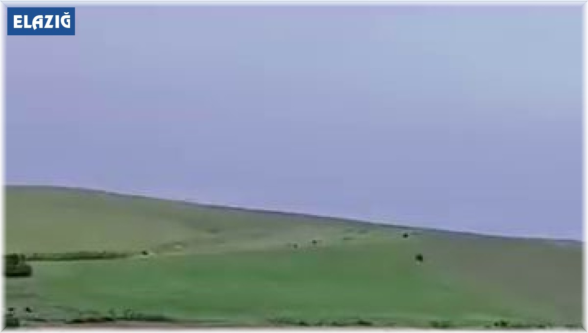 Domuz sürüsü yerleşim yerine kadar indi